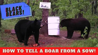 Black bears: how to tell boars from sows