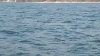 Dolphins spotted in Goa Near South Goa Beach , India Part 2