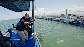 vlog#231 TRIP Balas DENDAM akirnya moster TERBESAR 2023 PADU TEWAS#sangkarsgudang #fishing #mat