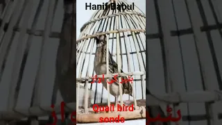 Batair ki awaaz/Quail bird best sound/بٹیر کی آواز