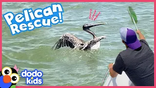 Tangled! A Kid And Some Boat Rescuers Try to Save A Wild Pelican | Rescued! | Dodo Kids