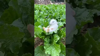 The little rabbit 🐰 fell asleep while eating the vegetables 🥬🥬