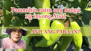 Paano mapaparami ang bunga ng Atsal? #Atsal#bukidnon#sweetpeppers