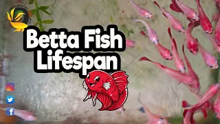 Betta Fish Lifespan