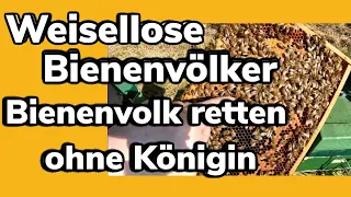 Weisellose Bienenvölker im April - Bienenvolk retten ohne Königin - Bienen Saison 2023