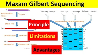 Maxam Gilbert DNA Sequencing | Principle,  Procedure, Advantages, and Limitations |