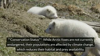 "Arctic Fox: The Ultimate Survivor of the Tundra"