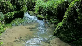 Peaceful birdsong in the mountains, gentle little water stream sound, soothing forest sounds, ASMR