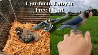 AFRICAN LOVEBIRD FROM BABY TO FREE FLIGHT | PYRO