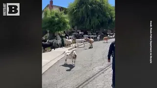 Goat a Load of That! DOZENS of Escaped Goats Block Road, Take over Neighborhood