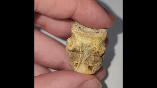 A lovely Champsosaur Reptile Vertebra from the Hell Creek Formation South Dakota Badlands