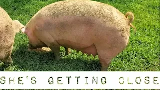 Pregnant Pig Is Getting Close