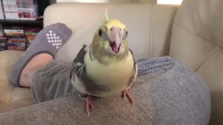 Angry Cockatiel Screaming