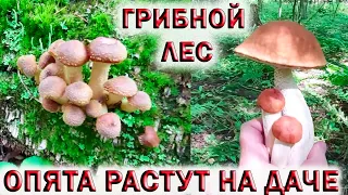 ❗ГРИБЫ РАСТУТ НА ДАЧЕ В ПОДМОСКОВЬЕ.🍄ГРИБНОЙ ЛЕС.👉БЕЛЫЕ ГРИБЫ.👉ОСЕННИЕ ОПЯТА.👉ПОДОСИНОВИКИ.👉ЛИСИЧКИ