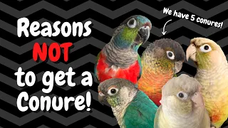 Conures as Pets: 7 Reasons NOT to Get One! | BirdNerdSophie