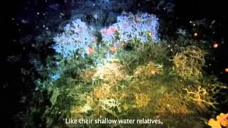 NOAA Ocean Today video: 'Coral Forests of the Deep'