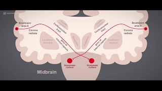 Cranial nerves, CN III Oculomotor nerve tutorial | Learn anatomy with Anatomy.app