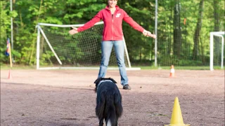 Longieren mit Hunden von Andrea Lüders