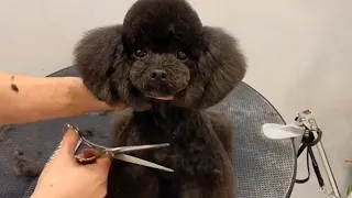 Amazing Toy Poodle Puppy Grooming : How To Groom A Black Poodle's Face | Puppy Groomy