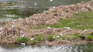 Гнездовая колония озерных чаек (Larus ridibundus)