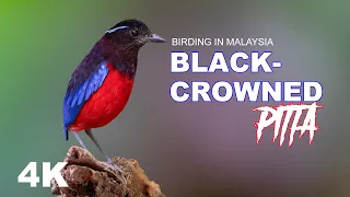 Birding in Borneo : Black-Crowned Pitta in Sepilok's Rainforest Discovery centre (RDC)