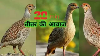 20 minतीतर की आवाज . teetar ki Awaz 🎶👌 BoliFrancolin Voice . Partridge sounds Teetar calling #teetar