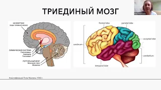 Нейрофизиологические основы обучения