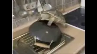 Turtle FAIL