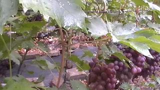 Сорт винограда "Низина" - сезон 2019 # Grape sort "Nizina"