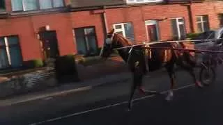 Horse & Trap,Limerick