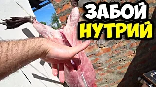 Забой нутрий || Как правильно разделать нутрию в домашних условиях || Снятие шкуры с тушки в 2020