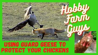 Using Guard Geese To Protect Your Hobby Farm Chickens & The Best Guardian Breeds