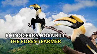 Exploring the Beauty of the Forest Farmer's Hornbill