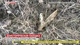 Под Омском местные жители обнаружили гигантские кости