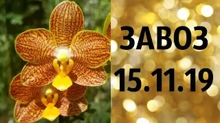 🌸Продажа орхидей по Украине. (завоз 15. ноя. 19 г.) Отправка в любую точку. ЗАМЕЧТАТЕЛЬНЫЕ КРАСОТКИ