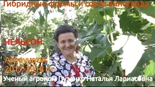 Виноград Нельсон -  ранний срок созревания винограда на участке Пузенко Натальи Лариасовны