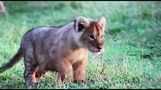 Lion Cubs Introduced to the Pride