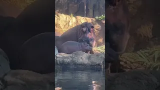 Baby Hippo Fritz with Dad Tucker - Cincinnati Zoo #shorts
