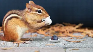 Chipmunk Extravaganza! Ultimate Video For Cats To Watch