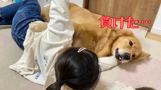 姉に勝負を挑んだ結果、コテンパンに負けて放心状態となる大型犬クッキー【ゴールデンレトリバーとミニチュアダックスフンド】