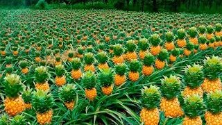 COMO se PRODUCEN las PIÑAS más DELICIOSAS del MUNDO🍍| Como se PROCESAN 140.000 toneladas de PIÑAS