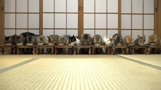 The last day of calico cat.14 Cats Munch Away Cat Food.