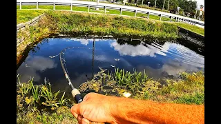The hunt for a new PB ! Topwater fishing for an invasive South Florida DINOSAUR