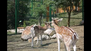 Hapet kopshti zoologjik në Tiranë!