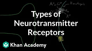 Types of neurotransmitter receptors | Nervous system physiology | NCLEX-RN | Khan Academy