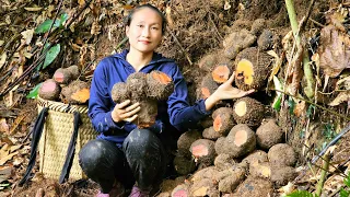 Harvesting brown tubers goes to the market sell - Buy fish to release in the pond | Ly Thi Tam