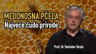 MEDONOSNA PČELA -  NAJVEĆE ČUDO PRIRODE