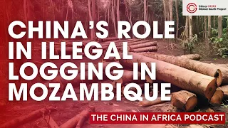 Illegal Chinese Timber Trade Sparks Conflict in Mozambique