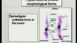 5.1. Blood Protozoa-I - Medical Parasitology
