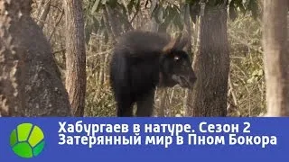 Затерянный мир в Пном Бокора - Хабургаев в натуре. Сезон 2 | Живая Планета